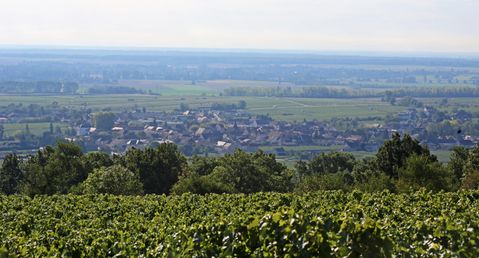 Puligny